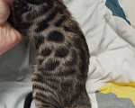 Кошки в Ярославле: Бенгальские малыши Мальчик, 40 000 руб. - фото 3