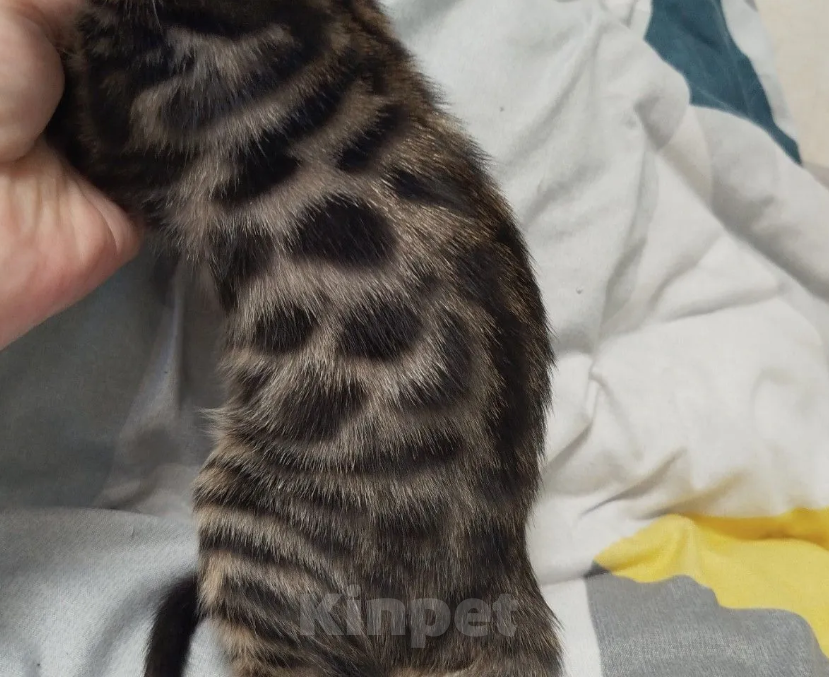 Кошки в Ярославле: Бенгальские малыши Мальчик, 40 000 руб. - фото 3