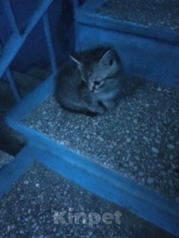 Кошки в Томске: Отдам котят в добрые руки Мальчик, Бесплатно - фото 2