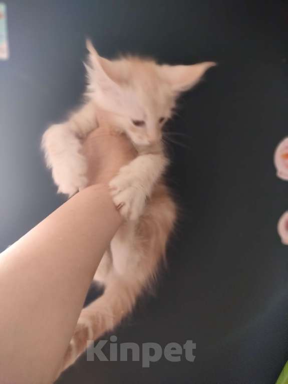 Кошки в Санкт-Петербурге: Купер Мальчик, 40 000 руб. - фото 4