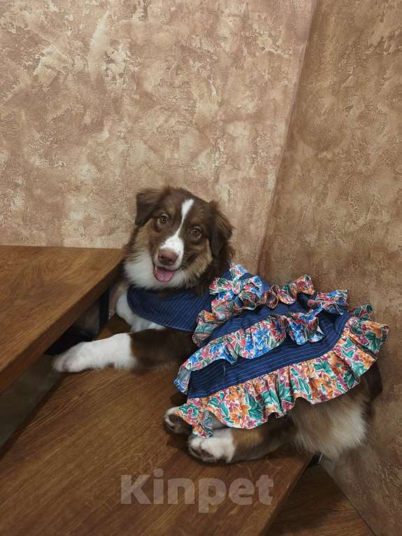 Собаки в Липецке: Австралийская овчарка Девочка, 40 000 руб. - фото 6