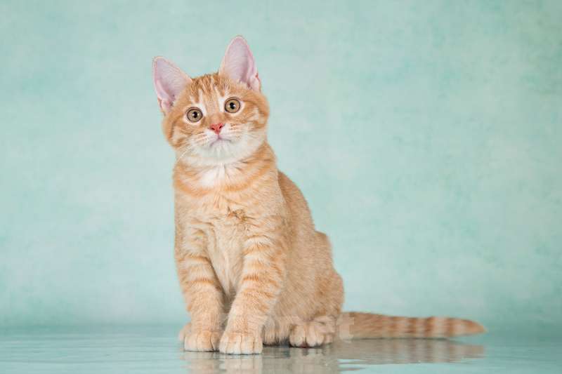 Кошки в Москве: Рыжие ручные котята ищут дом Мальчик, 1 руб. - фото 5