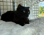 Кошки в Санкт-Петербурге: Кошечка Девочка, Бесплатно - фото 6