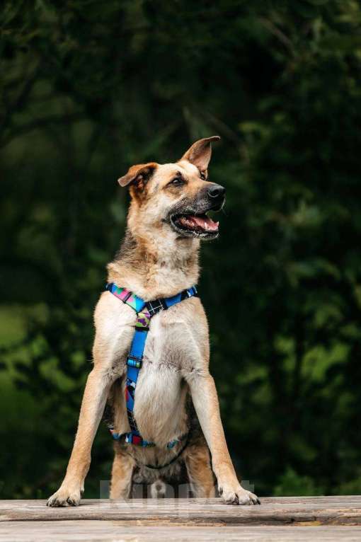 Собаки в Москве: Дёма - неограненный бриллиант, в поиске своего дома! Мальчик, Бесплатно - фото 5