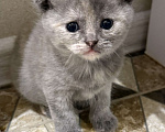Кошки в Самаре: Шотландские вислоухие котята Разнополые, 5 000 руб. - фото 1