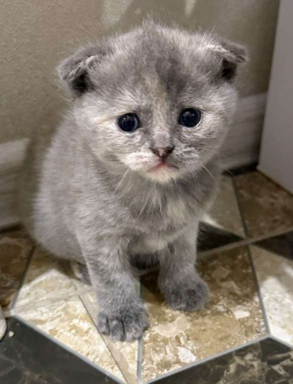 Кошки в Самаре: Шотландские вислоухие котята Разнополые, 5 000 руб. - фото 1