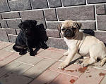 Собаки в Норильске: Мопс щенки чёрные и бежевые, 30 000 руб. - фото 3