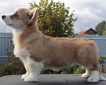 Собаки в Москве: вельш корги пемброк девочка 2.5 мес Девочка, 85 000 руб. - фото 2