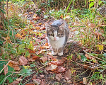 Кошки в Москве: Котенок Пушинка ищет дом Девочка, Бесплатно - фото 9