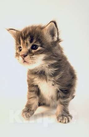 Кошки в Москве: Котята мейн кун из элитного питомника Caressa Мальчик, 35 000 руб. - фото 3