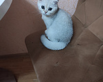 Кошки в Белгороде: Продаю котят британской породы Разнополые, 15 000 руб. - фото 8