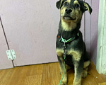 Собаки в Клине: Шопен в добрые руки Мальчик, Бесплатно - фото 3