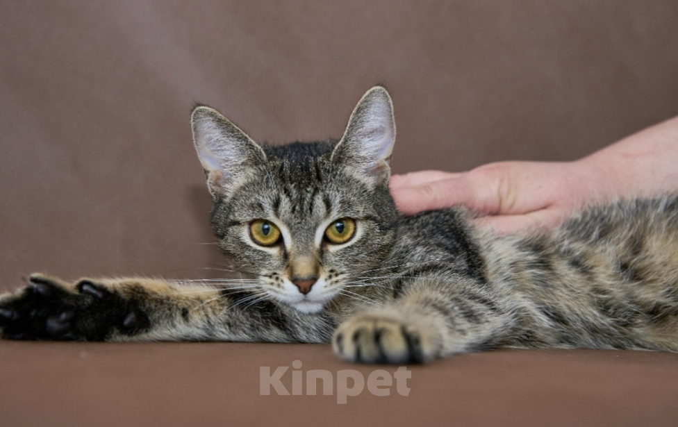 Кошки в Москве: Котёнок Марли в добрые руки Девочка, Бесплатно - фото 1