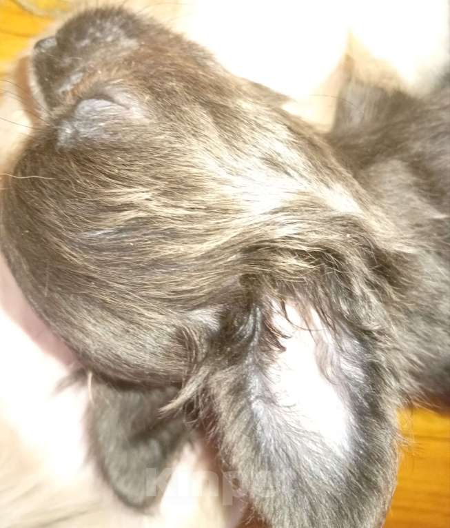 Собаки в Москве: Длинношерстный кобель Мальчик, 15 000 руб. - фото 3