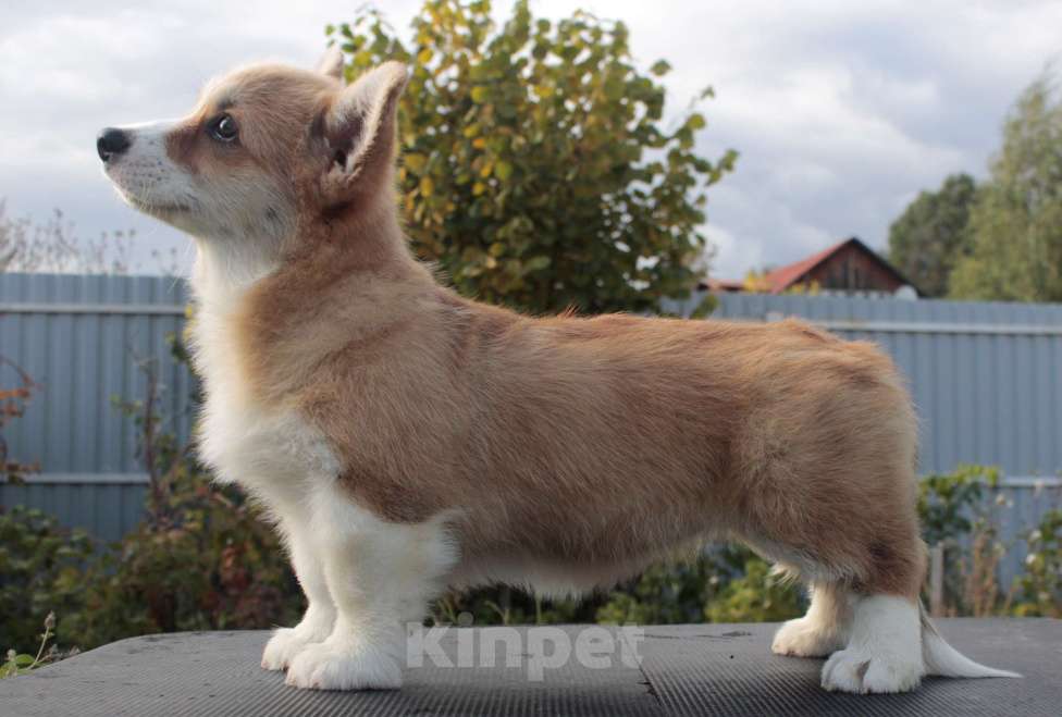 Собаки в Москве: вельш корги пемброк девочка 2.5 мес Девочка, 85 000 руб. - фото 2