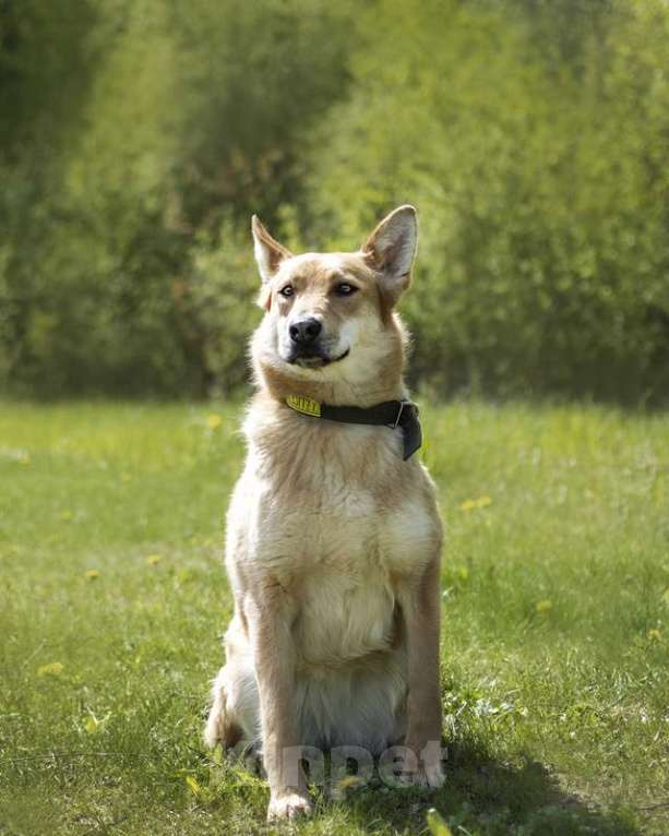 Собаки в Москве: Рыжая лисичка Белла в добрые руки Девочка, Бесплатно - фото 6