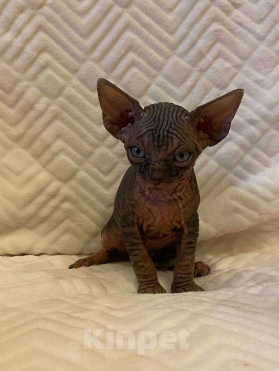 Кошки в Москве: Котёнок канадского сфинкса  Мальчик, 55 000 руб. - фото 8