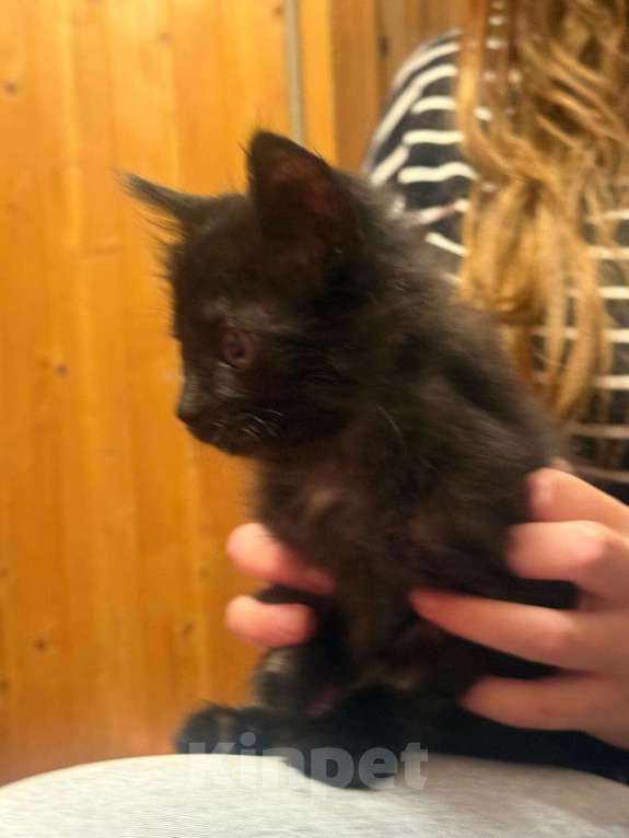 Кошки в Москве: котята в добрые руки Девочка, Бесплатно - фото 2