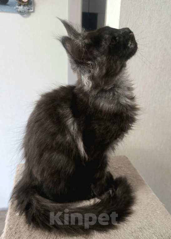 Кошки в Москве: Котята мейн-кун Мальчик, 25 000 руб. - фото 3