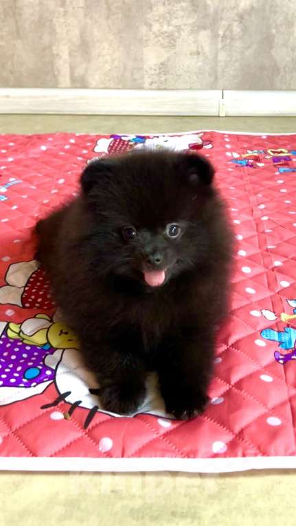 Собаки в Туле: Померанский шпиц девочка Девочка, 22 000 руб. - фото 1