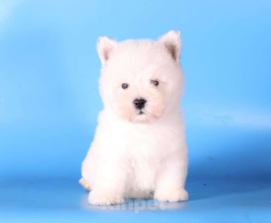 Собаки в Москве: вест хайленд вайт терьер щенок девочка  Девочка, 100 000 руб. - фото 7