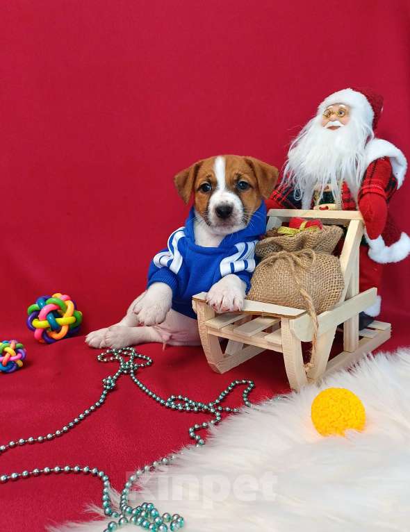 Собаки в Красноярске: Щенки Джек Рассел терьер мальчики и девочки  Мальчик, 35 000 руб. - фото 8