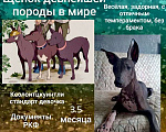 Собаки в Москве: Девочка мексиканская голая Девочка, 45 000 руб. - фото 1