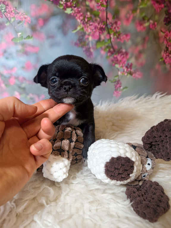 Собаки в Москве: Черная жемчужина Девочка, 75 000 руб. - фото 3