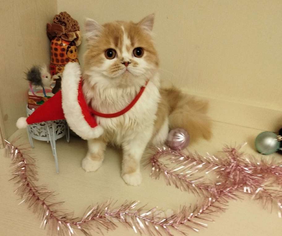 Кошки в Валдае: Кошечка- принцесса из помета победителя выставки Девочка, 27 000 руб. - фото 2