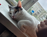 Кошки в Санкт-Петербурге: Отдаю кошку 1 год Девочка, Бесплатно - фото 4