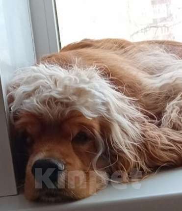 Собаки в Екатеринбурге: Потерялся Миша Мальчик, 10 000 руб. - фото 2