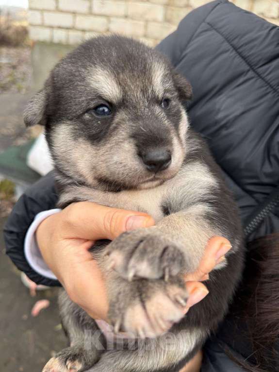 Собаки в Киржаче: Щенки ищут дом и доброго человека! Мальчик, Бесплатно - фото 2