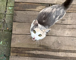 Кошки в других городах Московской области: Котёнок в добрые руки Девочка, Бесплатно - фото 3