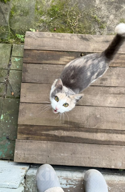 Кошки в других городах Московской области: Котёнок в добрые руки Девочка, Бесплатно - фото 3
