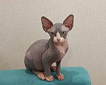 Кошки в Домодедово: Котенок канадского сфинкса девочка Девочка, 16 000 руб. - фото 1