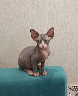 Котенок канадского сфинкса девочка
