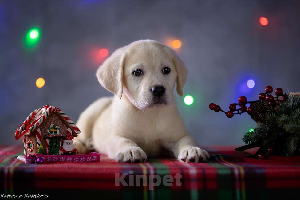 Собаки в Москве: Щенок лабрадора Девочка, 80 000 руб. - фото 3