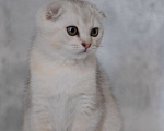 Кошки в Бахчисарае: Продается котик в очень необычной красивой шубке Мальчик, 15 000 руб. - фото 6