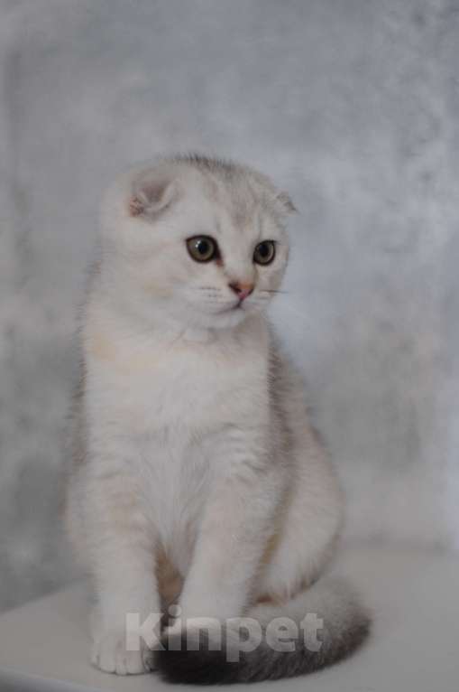 Кошки в Бахчисарае: Продается котик в очень необычной красивой шубке Мальчик, 15 000 руб. - фото 6