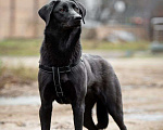 Собаки в Москве: Позитивная и ласковая собака в добрые руки. Девочка, Бесплатно - фото 5