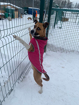 Веселый молодой и послушный Стаффорд 