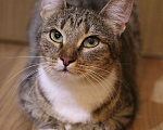 Кошки в Люберцах: Умная полосатая кошечка Девочка, Бесплатно - фото 7