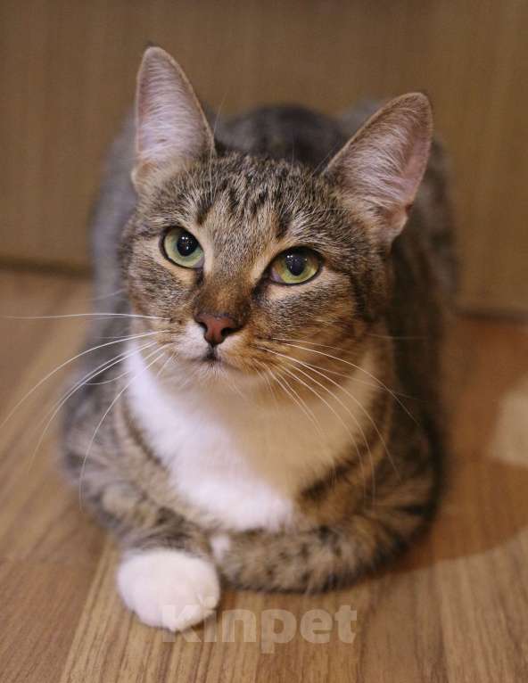 Кошки в Люберцах: Умная полосатая кошечка Девочка, Бесплатно - фото 7