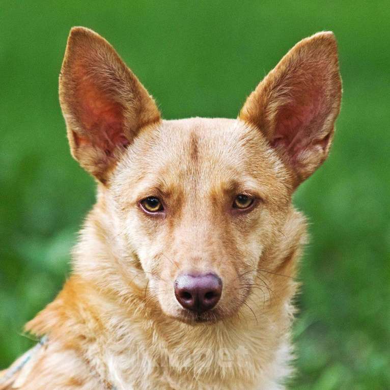 Собаки в других городах Московской области: Тата, 9 кг 4 года ищет семью Девочка, Бесплатно - фото 8