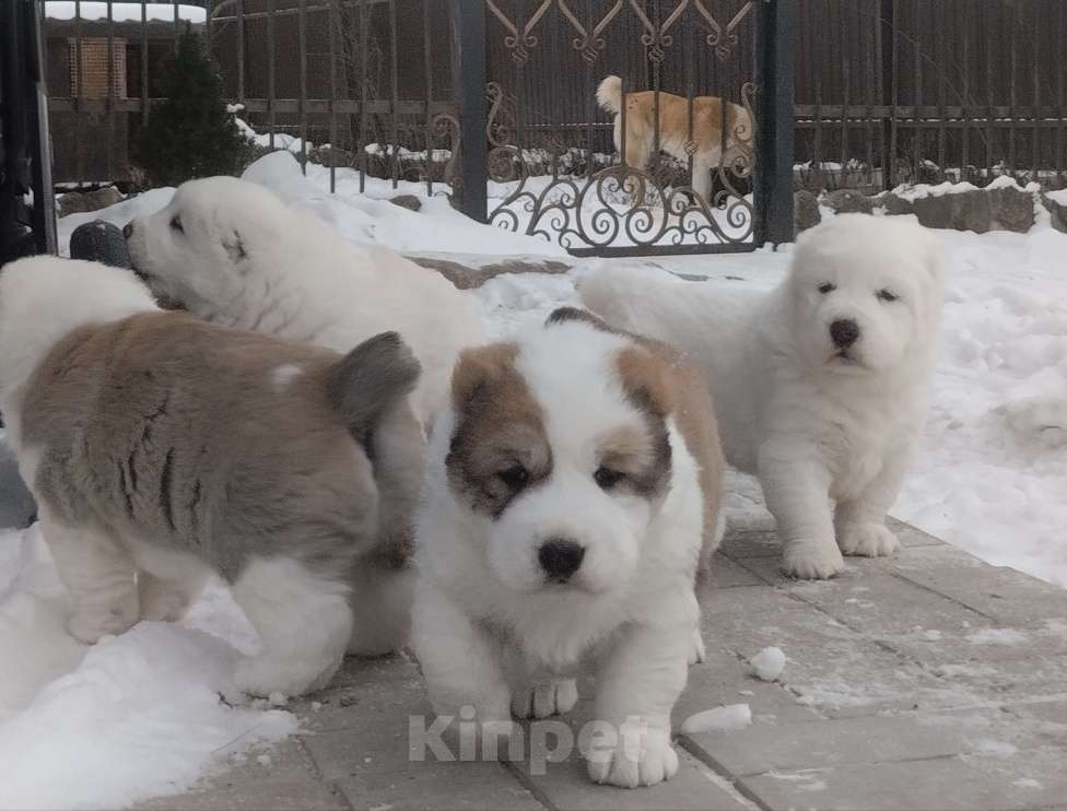 Собаки в Пскове: Среднеазиатская овчарка щенок алабай Девочка, 65 000 руб. - фото 1
