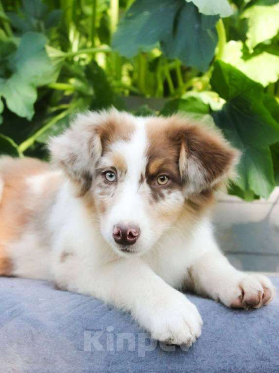 Собаки в Москве: Щенки Австралийской овчарки Мальчик, 65 000 руб. - фото 3