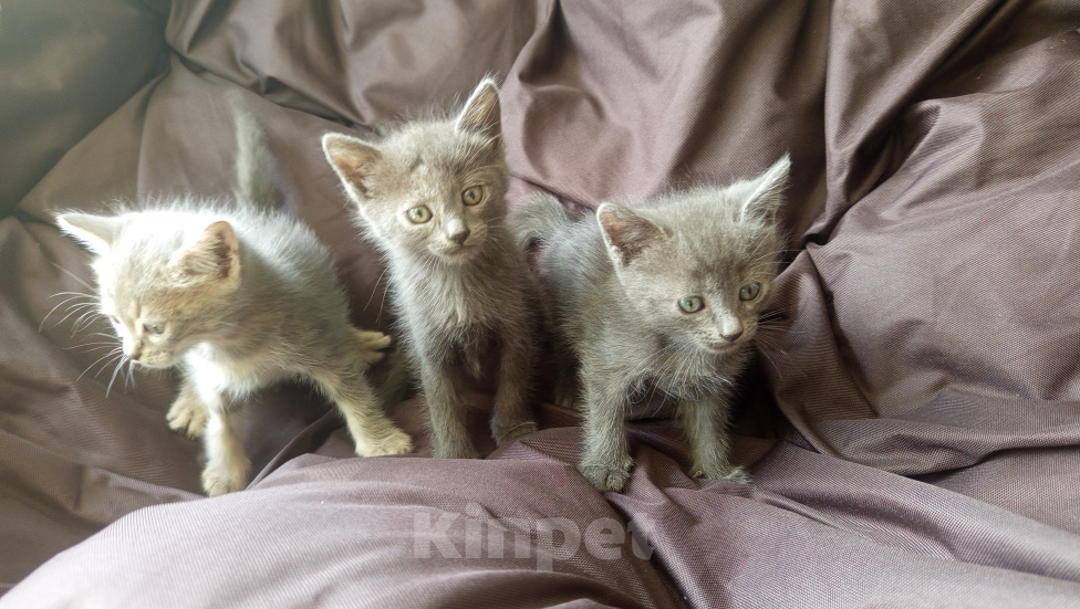 Кошки в других городах Ставропольского края: Отдам котенка в добрые руки Разнополые, Бесплатно - фото 2
