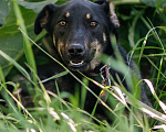 Собаки в Химках: Скромная девочка Девочка, Бесплатно - фото 3