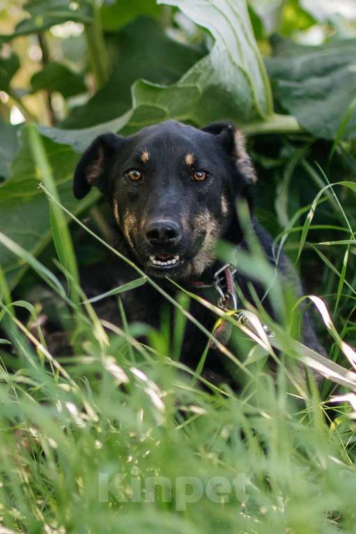 Собаки в Химках: Скромная девочка Девочка, Бесплатно - фото 3