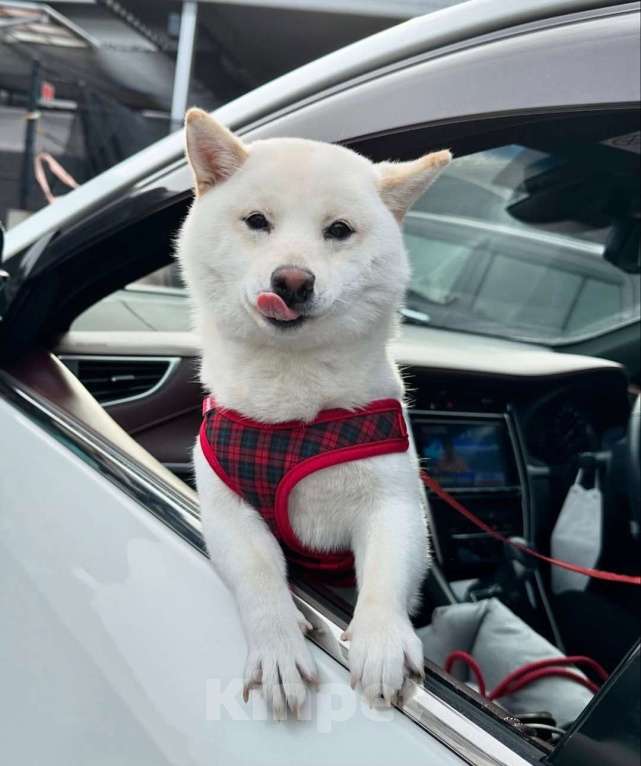 Собаки в Москве: Щенок сиба ину Девочка, 16 000 руб. - фото 6